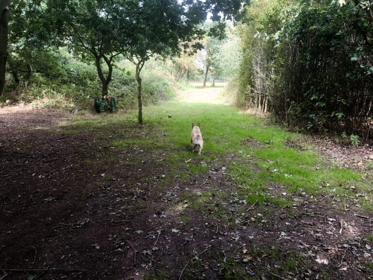 1742 3ded8624fd56c9c16a354e844f906b5c 1 768x576