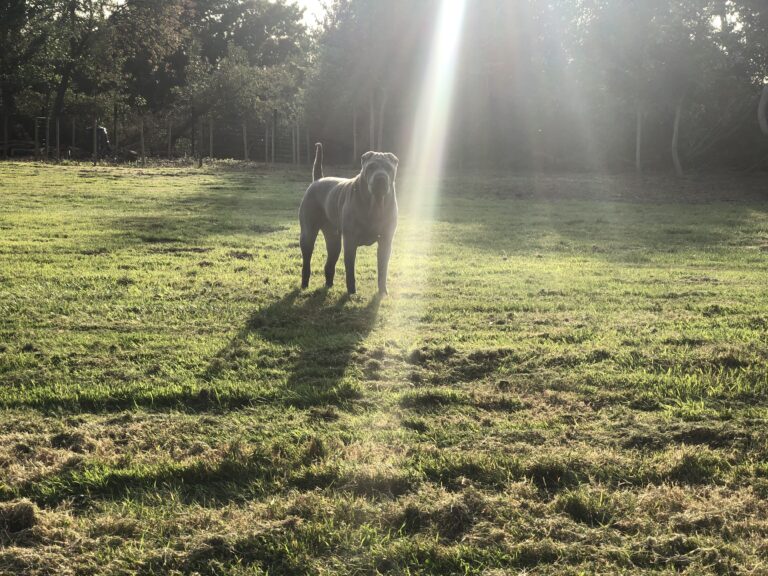 1742 59450e0b873833b235c6092fe9fdf395 1 768x576