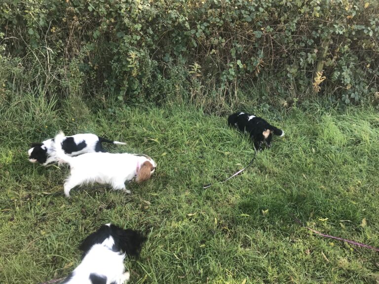 1743 23e42a0343058a156e4de10deec9f2a5 1 768x576