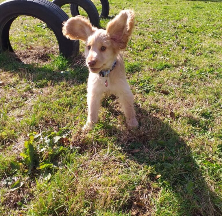 1749 ae2dfde99bacbe0abbf0cb03b4669ef8 1 768x746