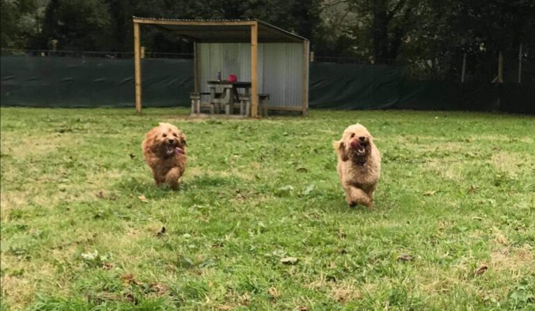 1749 eae0c8216a79fec7ea05936444b53b2e 1 768x447