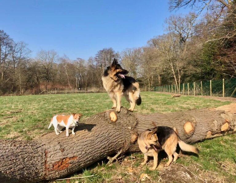 1753 492856aaca86927ec2c57e79558670c1 1 768x596