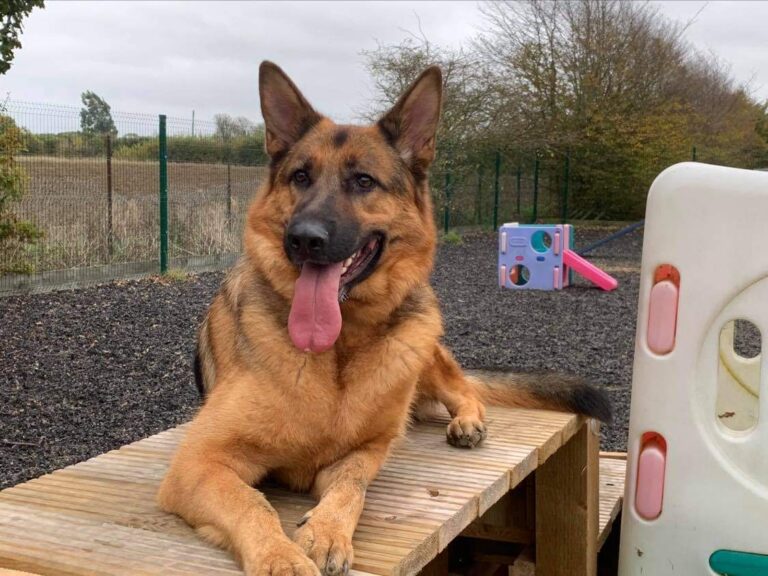 1763 e394c26148c1c78a5c9f920a3de968c3 1 768x576