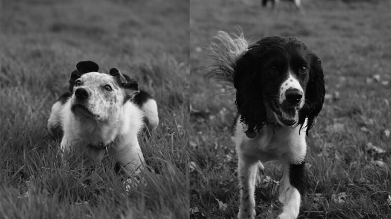 1766 ce176b0d57cae59085a5a9c29acd1a07 1 768x432