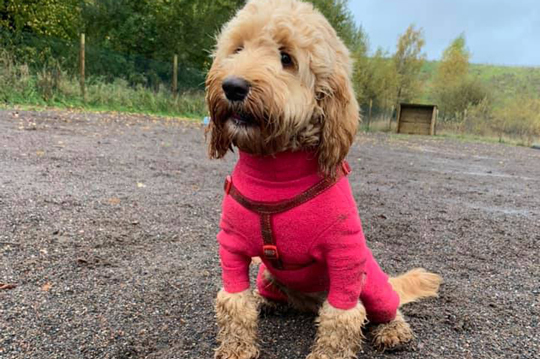 1768 a4eae6a873095d28d3fa01f92a3a5e29 1