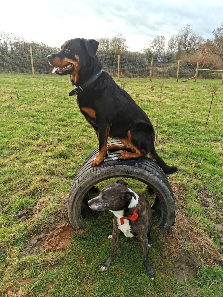 1771 84d15a6e5533731fe689a393acc53110 1 768x1024