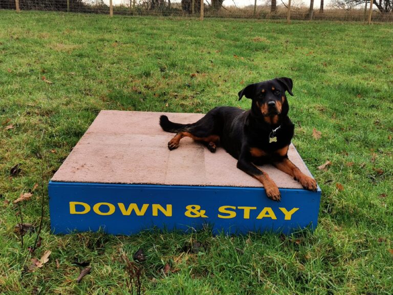 1772 c229c5a93b5736b5ab93985c50d9acd8 1 768x576