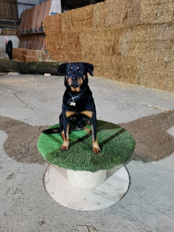 1774 5a433f37ea84a449613a83693e556208 1