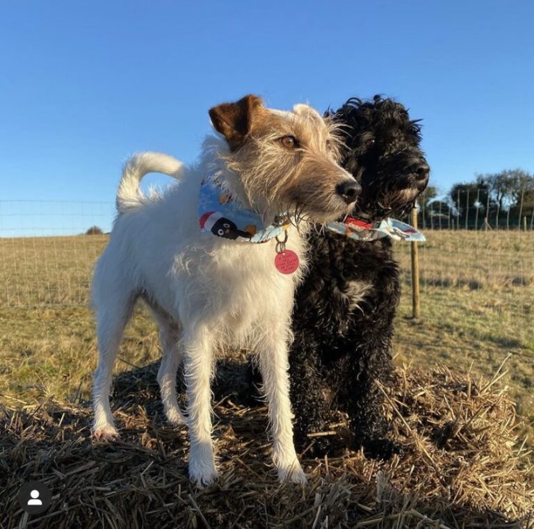 1775 0752b9a7a8638e5f2bee2d27aa75ccf4 1 768x761