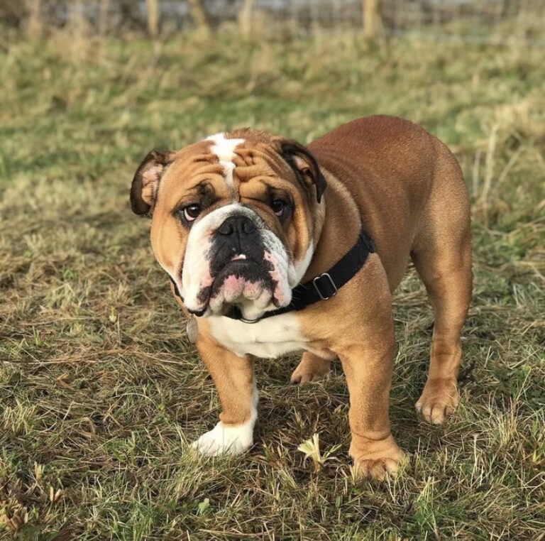 1775 66abf21607276759a05bab245550e72c 1 768x762