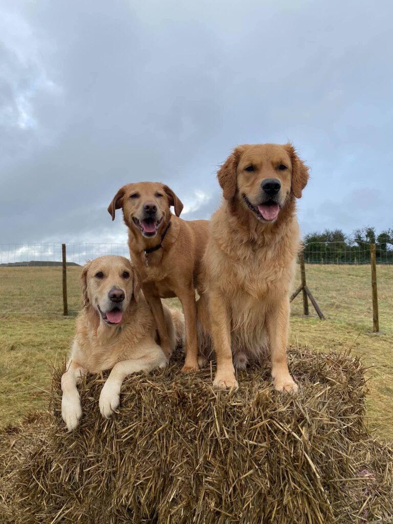 1775 819faf5b5a78ed2fc2a0ce3456a934d5 1 768x1024