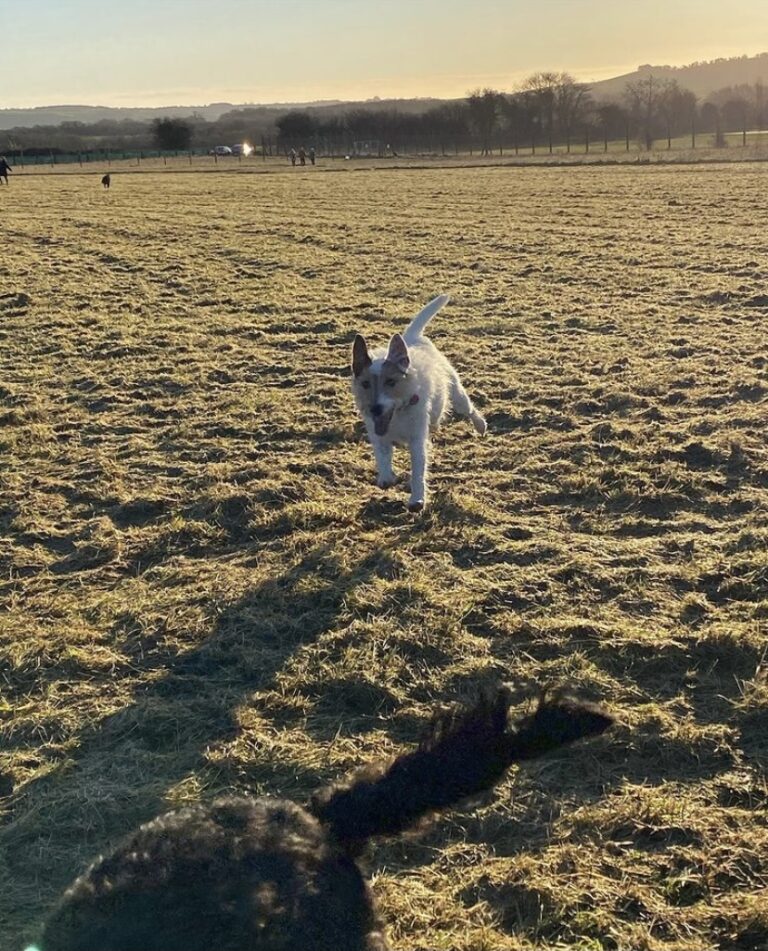 1775 d51c5b8a2e3a0ccf58811c959af3ae0d 1 768x951