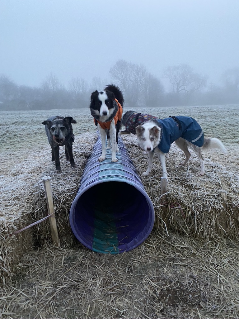 1785 717f3e6b2545c268295831593c06851f 1