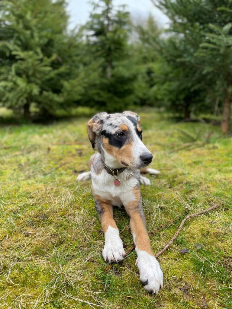 1793 38ceb6e8cee8411cbc2d3e2723b7de13 1 768x1024