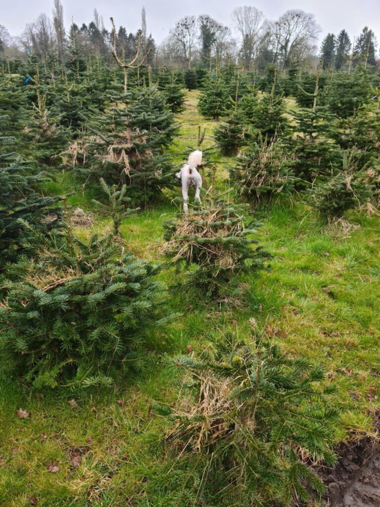 1793 5224b2ae3664ec0a9c1a0b55ae0713db 1 768x1024