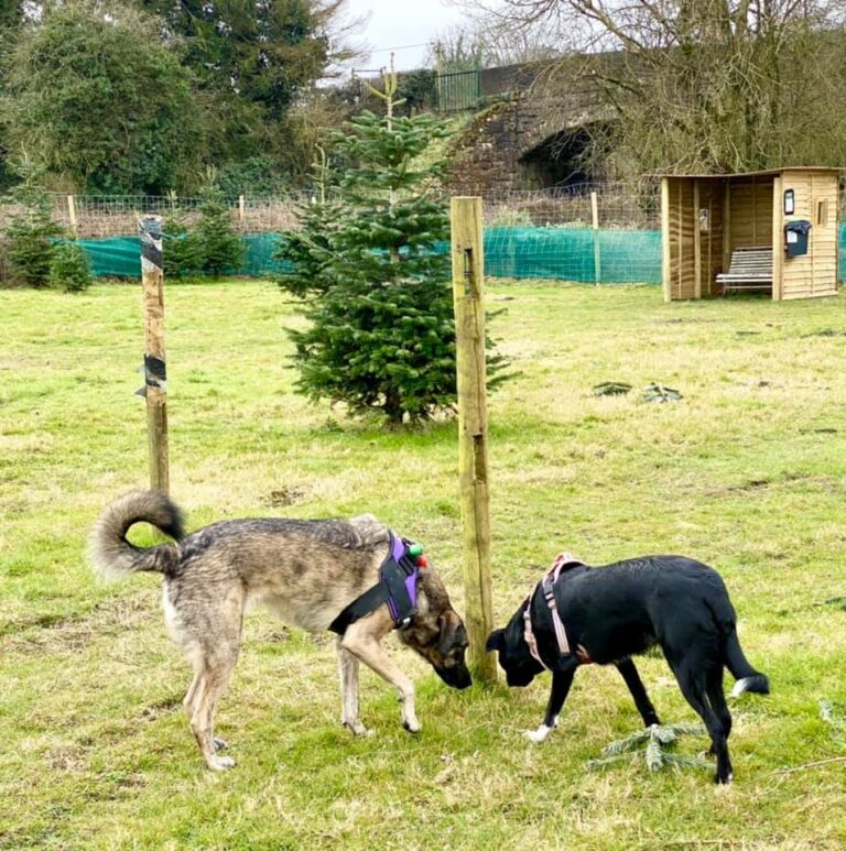 1793 f3200dc57fa81ea915410a6c00b7dd20 1 768x773