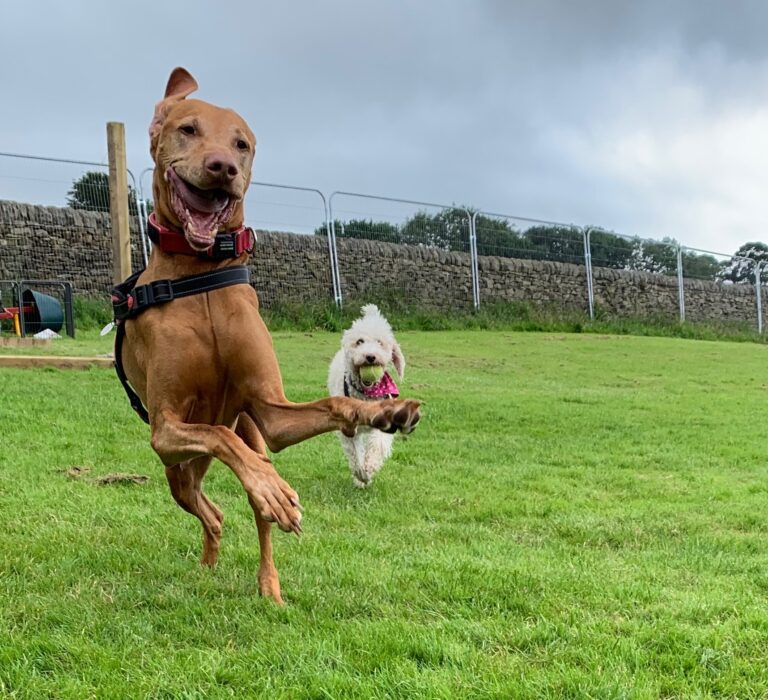 1810 b48329ded04de4825f7fa8af20c3a28f 1 768x700