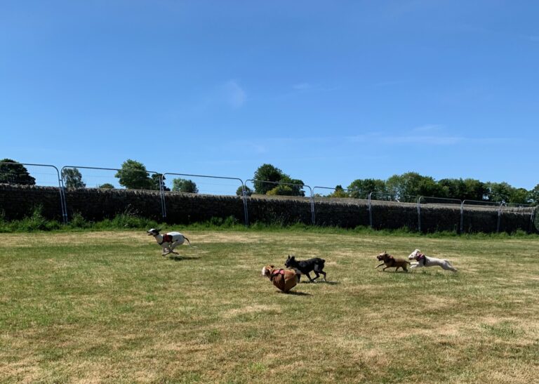 1810 fc211cc8390a641d98c38b7cb38323f2 1 scaled 768x547