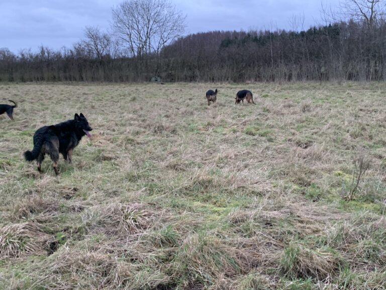 1822 5ee78a64f2810e2eb3c282430087f244 1 768x576