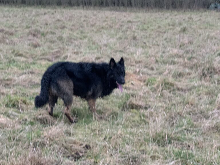 1822 92d5d4a6e16b900fa2203e9c8d0cbe84 1 768x576