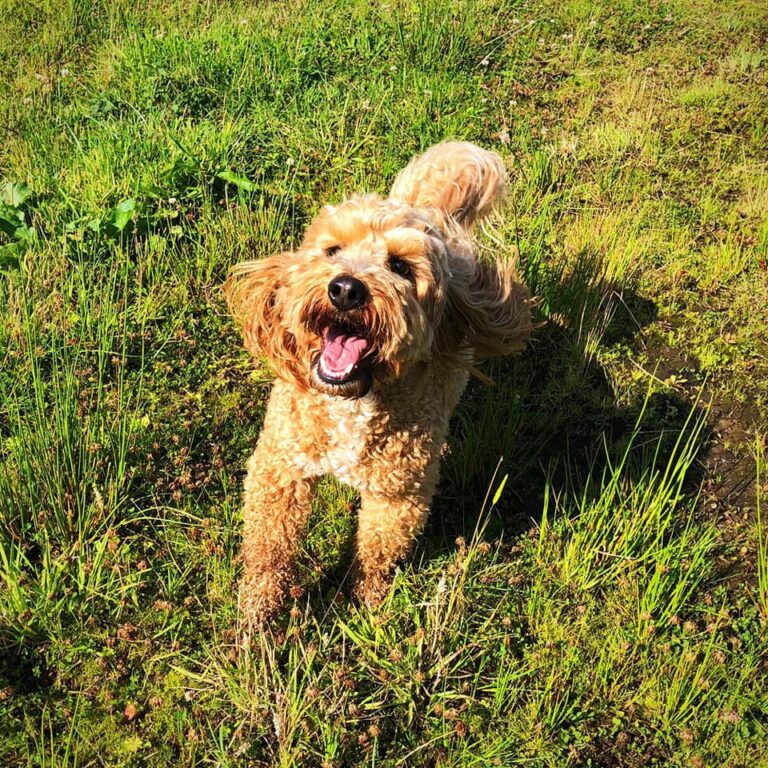 1823 5e9fcc4325cb660cdb7893cabf081931 1 768x768