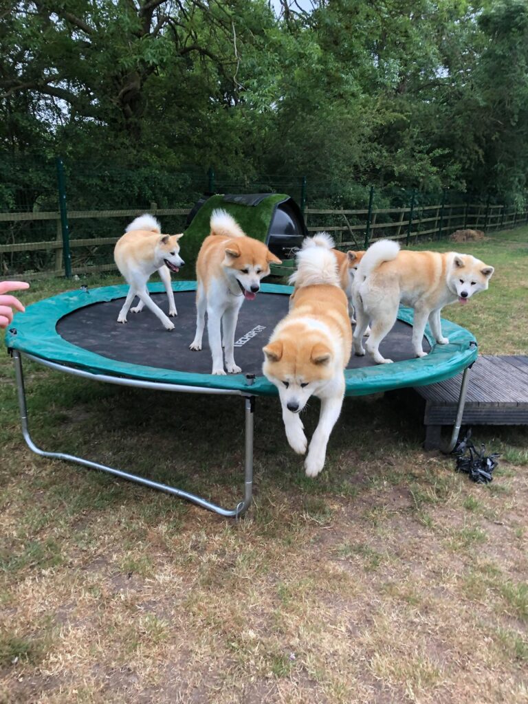 1825 43ab2c9f59ffef12e8921c2a6f16e7f2 1 768x1024