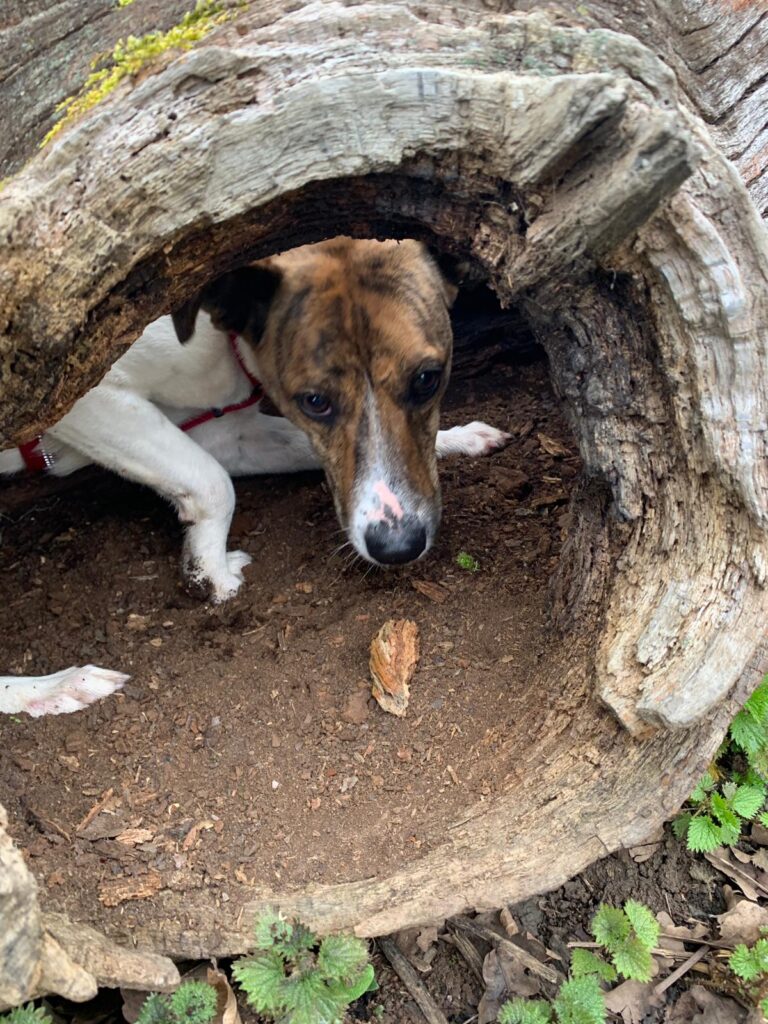 1828 4c76c7a9b63ac7afaac2b6b5bc85f2c2 1 768x1024