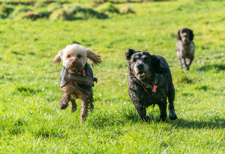 1832 b8c804fd30d37692447c68ae43629cd8 1 scaled 768x525