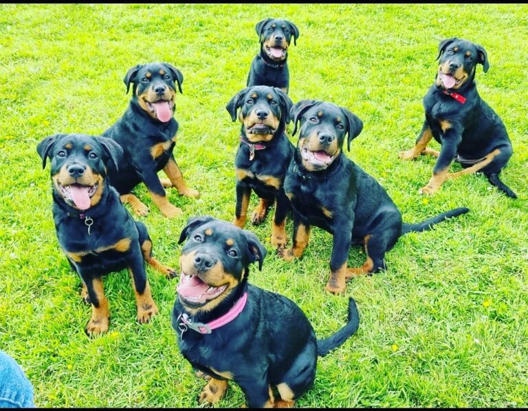 1835 5ec4b6b784530bf08ede4061df60c9bb 1 768x597