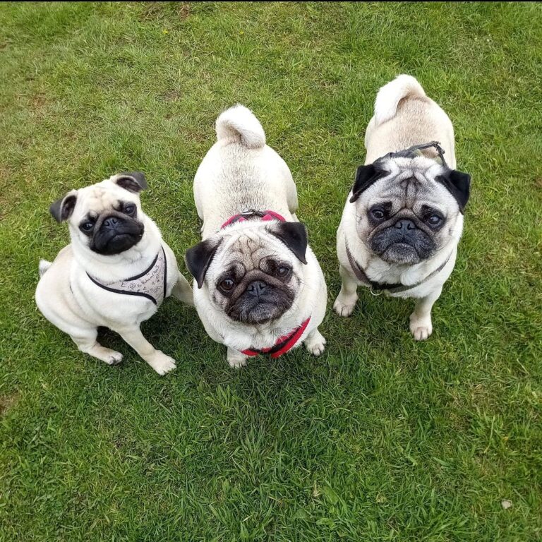 1835 68991261fc38cce4e90ebb1825ee0952 1 768x768