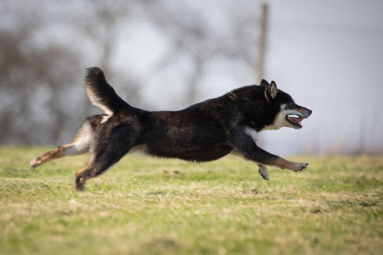 1845 023a4f07fcbacc0707159dfd80daa5c0 1 768x512