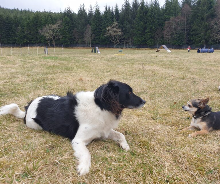 1851 c62344ceef1466973da7e91ef54181a9 1 768x642