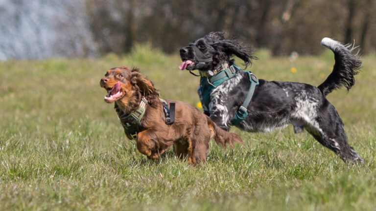 1866 62b0dc3e3c2ef58d0dd846d5684b27ec 1 768x432