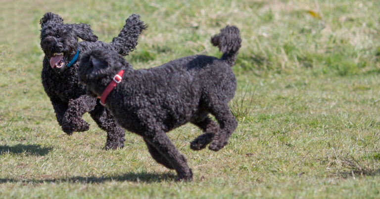 1866 c2cf8d5e8c0ffa4dee508676022b4802 1 768x403