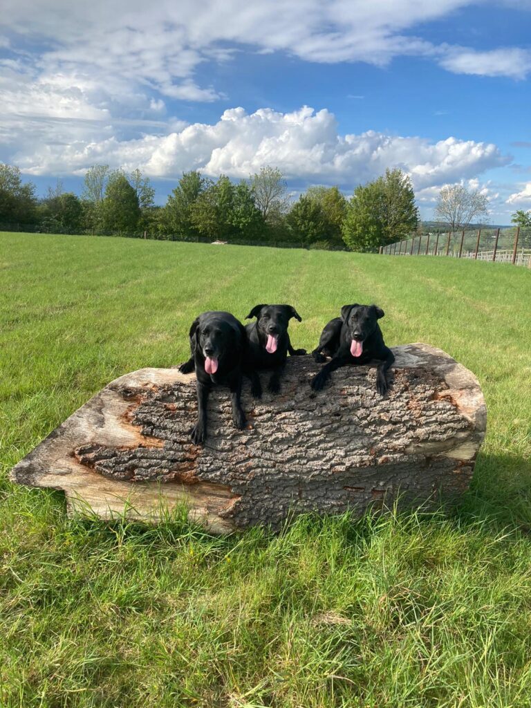 1878 f1971ef515d41c71d6c4db136b455403 1 768x1024