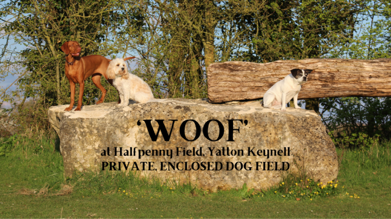 1893 32630ce922b18842d9c53bd6b53f7750 1 768x432