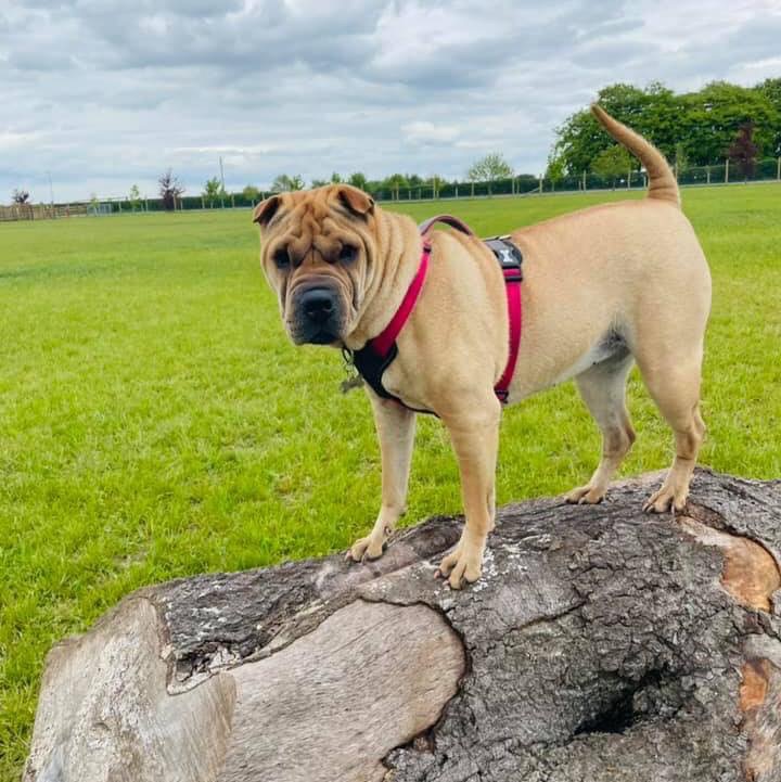 1894 3c66183f80bf1e0e8a2ee681cf51960d 1