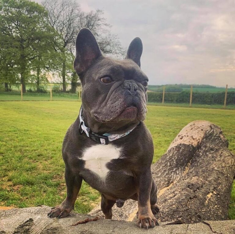 1894 7337ae1ce94ecf08c1b6d1a97180913d 1 768x767