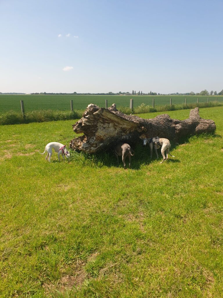 1905 6bae9225ffb2247ba6859a7d686b4dc1 1 768x1024