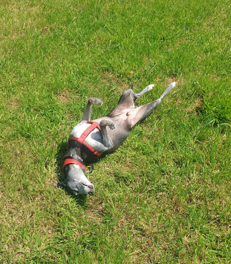 1905 8a66299a35e4bd11bd8310c5c88d9081 1 768x878