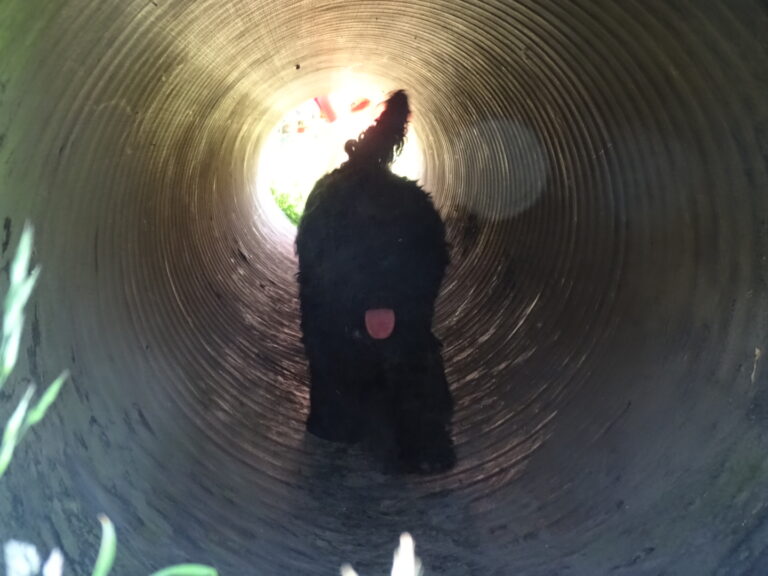 1905 e4085e19f7ca5fb1dd54c6a97e882036 1 768x576