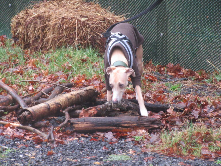 1907 1a993798c3029436e09c67f9f6ecef0b 1 768x576