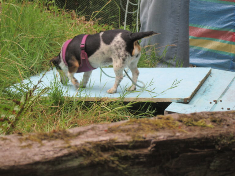 1907 3365f2eed010db36feb1d595bbed7d4f 1 768x576