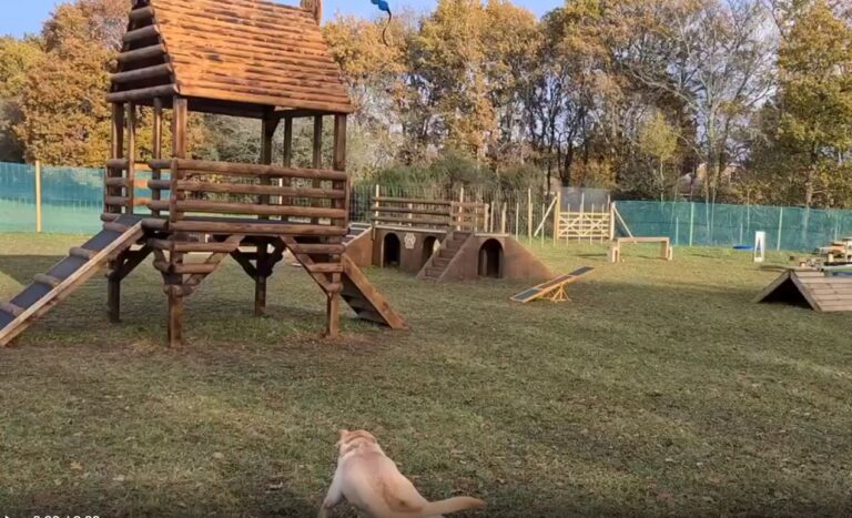 1929 bea4772c4fc37deba77ad535f51825d0 1 768x467