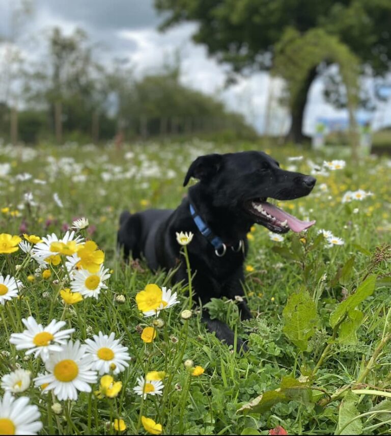 1930 1c4fea343abbc2f630fce089811ce29b 1 768x856