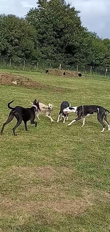 1930 2ed685b04b5382ac445a206c33ae0d8f 1