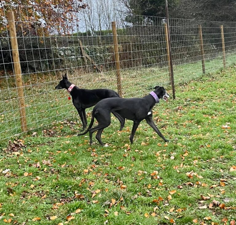 1930 3e1cb46e91c3e806a535d26edc3881cd 1 768x730