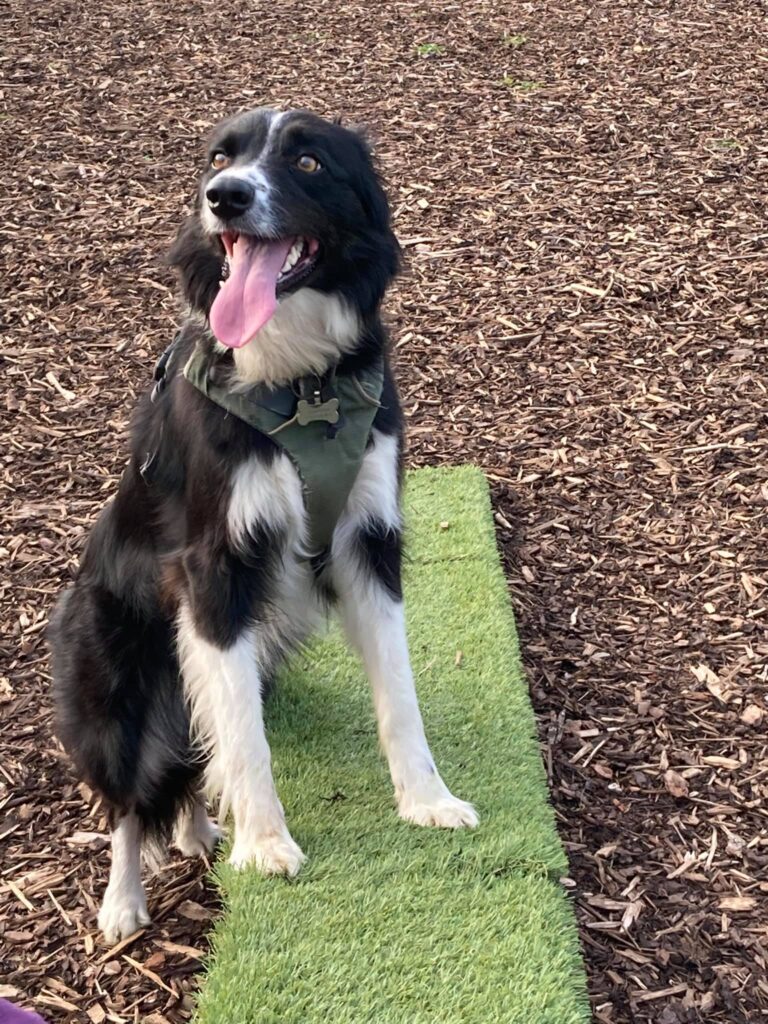 1930 9004a8d791c37c08d57c6439a874394f 1 768x1024