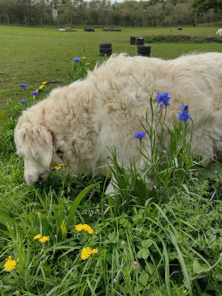 1930 9017ab820bb2e403bca835a7b5269bcc 1 768x1024