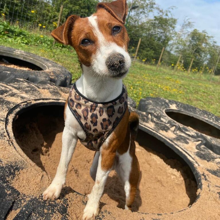 1930 932821a9a55c59973bb1e20c56e77d9f 1 768x768